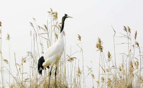 观星居 丹顶鹤不敌对手，被打断喙，工作人员换上钛合金喙，结果无一败绩
