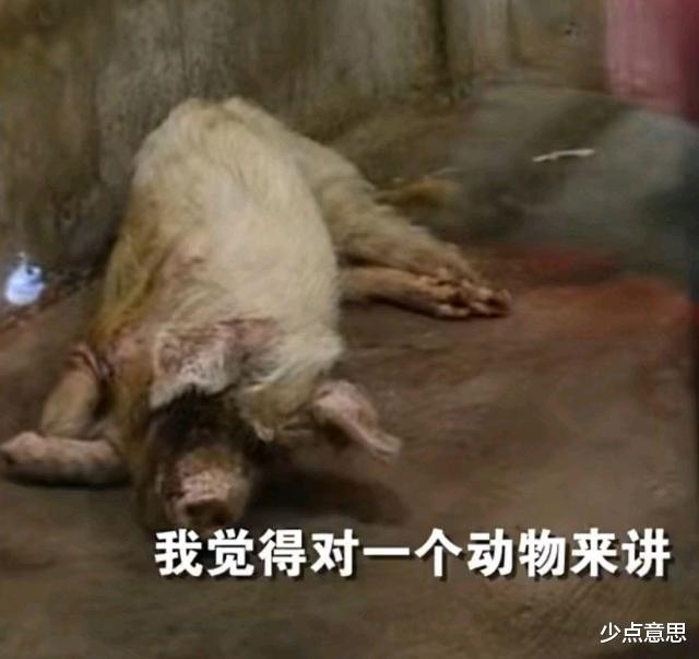 少点意思 樊建川谈“猪坚强”，已进入弥留之际，希望大家不要再来打扰它了