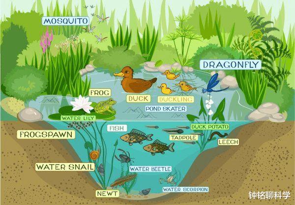 火山 人工湖本来并没有鱼，时间久了鱼为什么会无缘无故地产生？