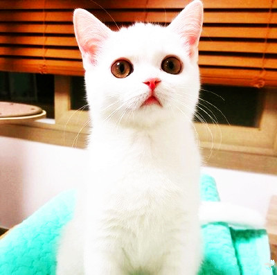 |国香敏韵好口才之应对“无能”上司的社交