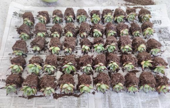 向阳园艺|一分钱一分货，养花要养便宜货？买一堆，还不如买一棵！