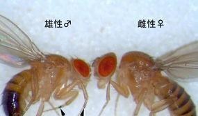 免疫疗法 来自美国的奇怪包裹，里面有7000多只黑腹果蝇，暗藏危机