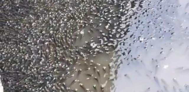 洞庭湖|洞庭湖出现神奇的一幕，上万条野生鱼聚集在一起，为啥没人敢捞？