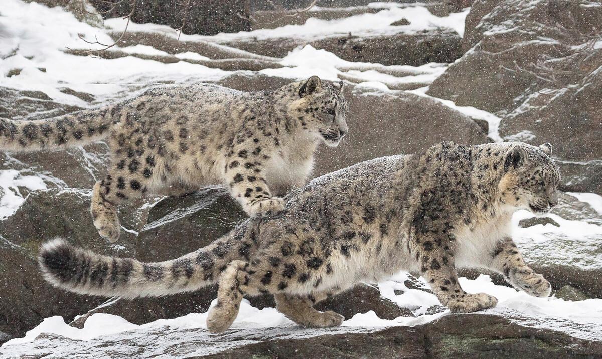 最受喜爱的猫科动物评选,雪豹第一名,狮虎争议大,猎豹强势回归