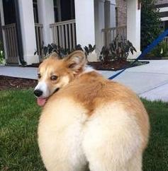 舜网 女子在做俯卧撑，狗狗突然骑到女主人身上，接下来一幕让人不淡定了