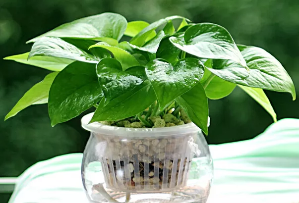 甲醛|家居中最适合摆绿植的几个方位