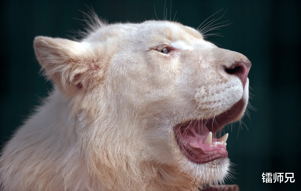 |你身边有职场大嘴巴吗？你是职场大嘴巴吗？你做过哪些大嘴巴的事？