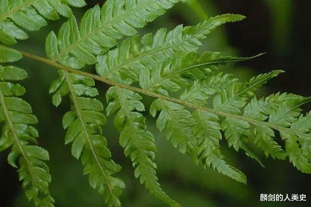 染色体|【地球生物全系列——植物篇】薄囊蕨纲—蕨目（一）