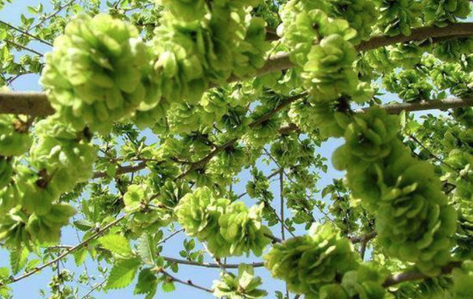 掌上敦煌 【中国乡愁】记忆中的苜蓿和榆钱