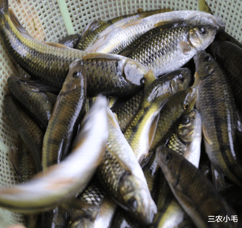 长得酷似泥鳅,过去想吃就去河里摸,如今野生难觅,十分珍贵