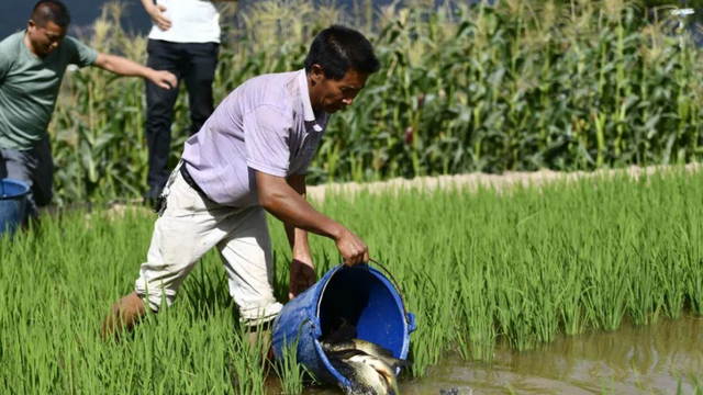 梵恩诗伊宁哥|曾在农村很流行的“稻田养鱼”，为何现在不火了？主要有3点原因