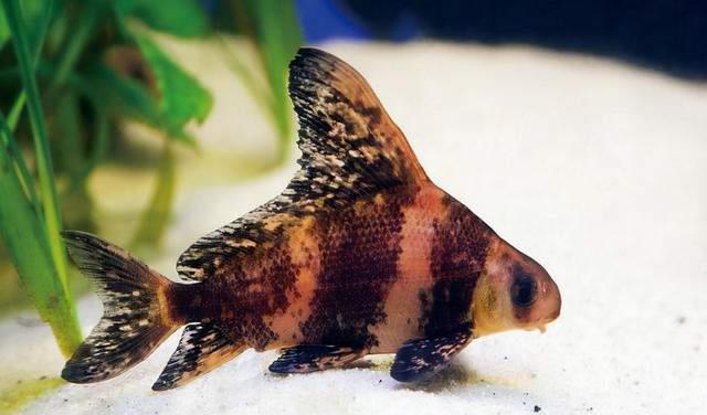 野生动物|钓鱼虽然好玩,但这些鱼可千万别钓,小心触犯法律