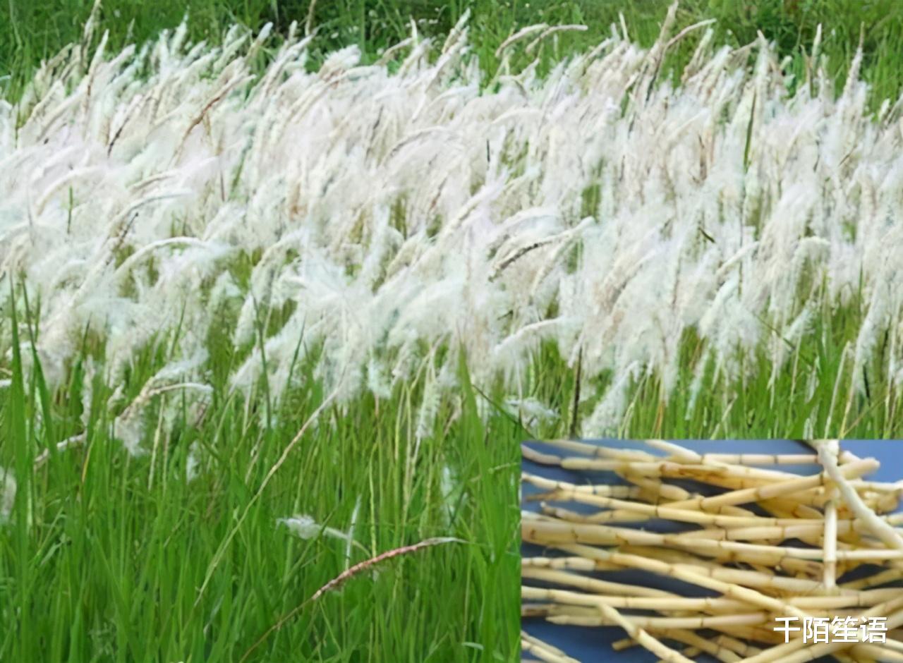 脑梗|龚清孝:只因口渴吃了把草,从此就戒不掉了,34年吃了40吨