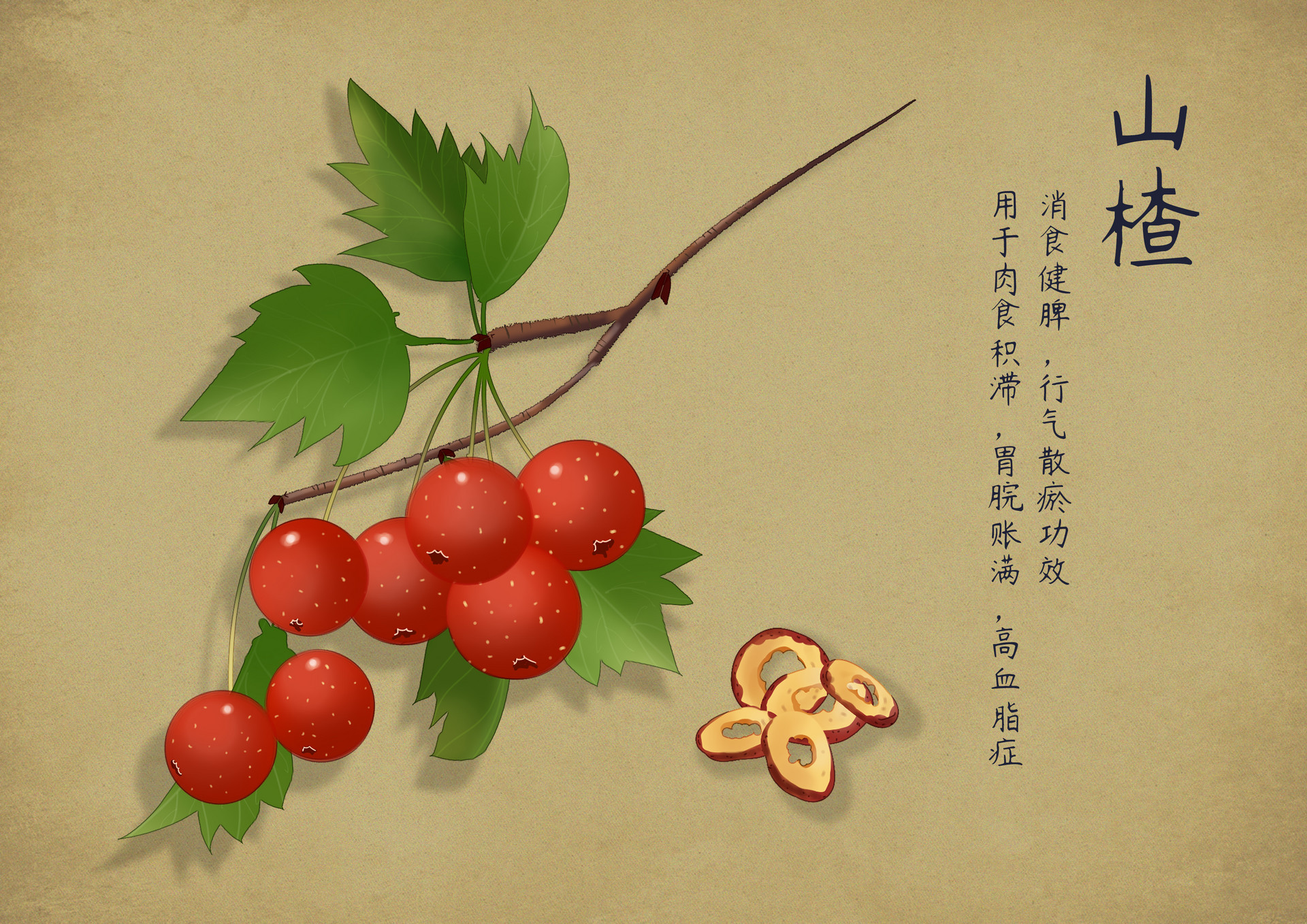 宜唐院外 世界传统医药日|传统医药知多少