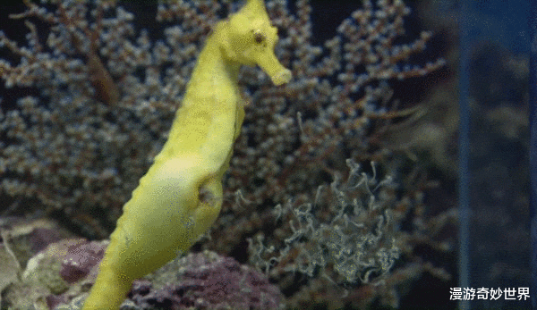 漫游奇妙世界|公海马会生娃？25个刷新三观的奇葩冷知识，看完姿势大涨！