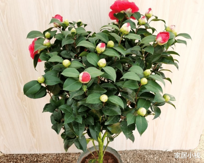 家居小栈|茶花中的女王：“克瑞墨大牡丹”，真正的茶花之王