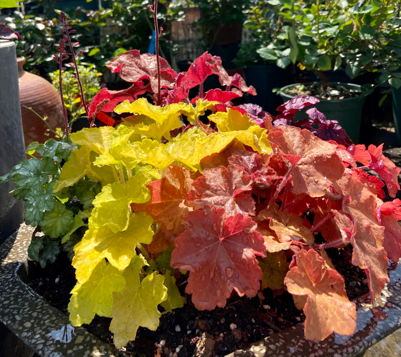 12㎡小阳台“造花园”,光照不足2小时的阳台,也能美成仙境!