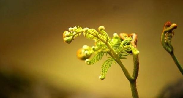 科学家 人去世之后会进入另一个世界吗？濒死之人说出自己曾经见到的画面