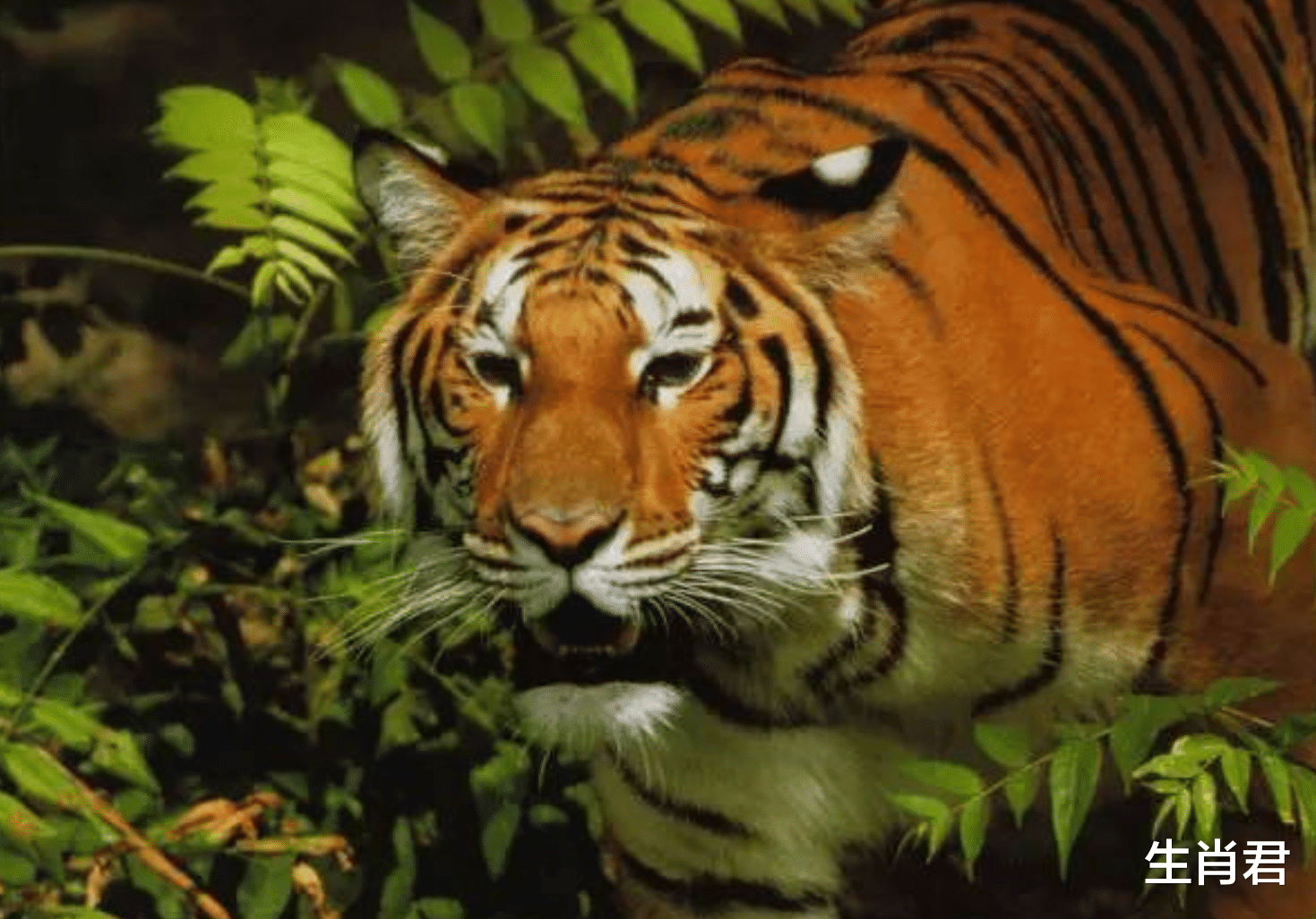 吉星|牛年12月份吉星加持，属虎人抽到幸运签，时机一到马上翻身