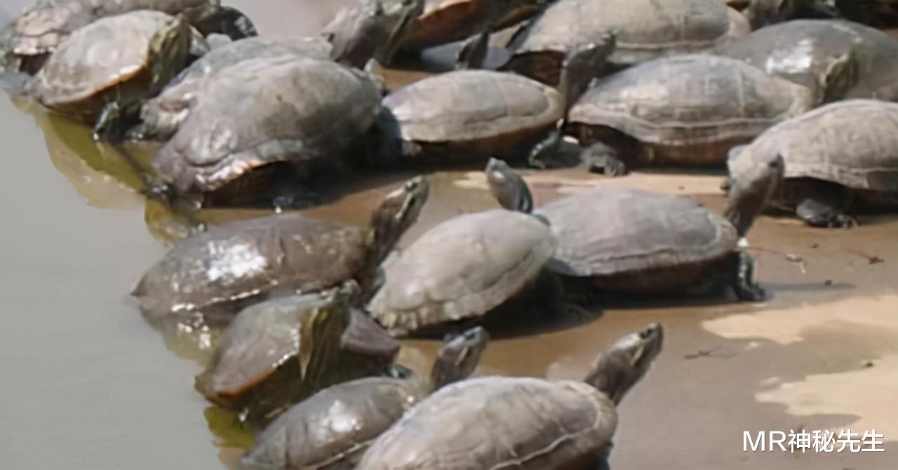 MR神秘先生|印度专家建议将恒河鳖卖到中国，为何被我国一口拒绝？