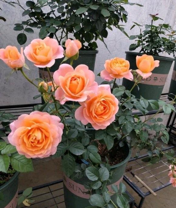 说说家装那点事儿|养月季,养的是时间,不能着急,1棵小苗,至少也要2年才成型