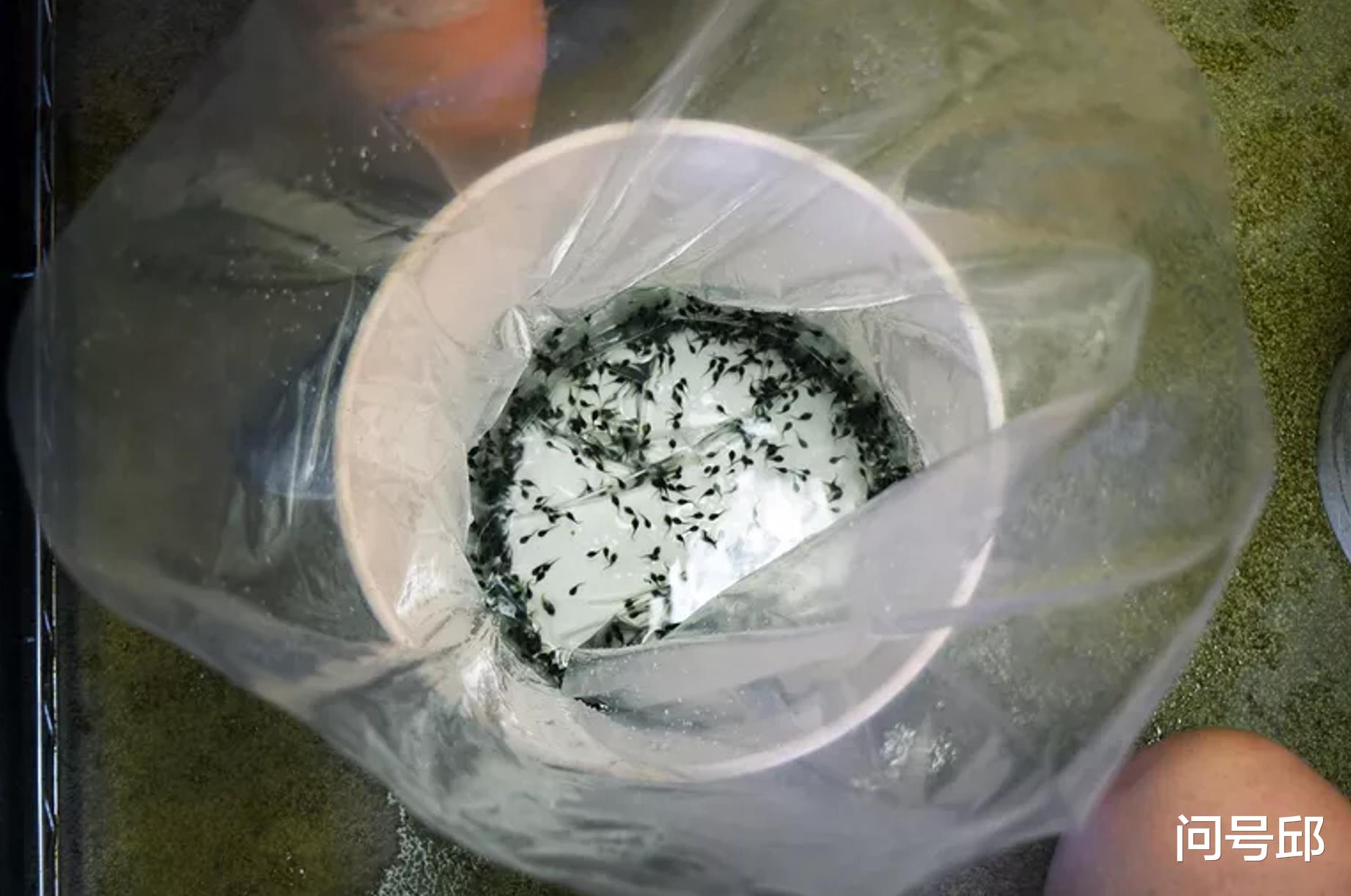蟾蜍 5000只蝌蚪从纳什维尔运到波多黎各,这种物种是当地特有濒危蟾蜍