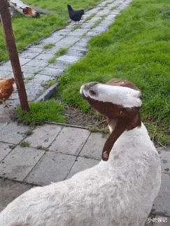 小叶娱记 “为啥朋友看到女友的自拍,说我被绿了?”评论区眼太尖了!