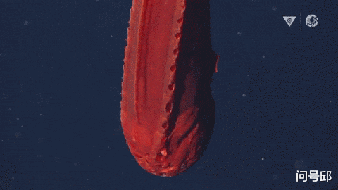 鲸鱼 美国海岸发现了让科学家困惑了100年的变形鱼，全身呈亮橙色的鲸鱼