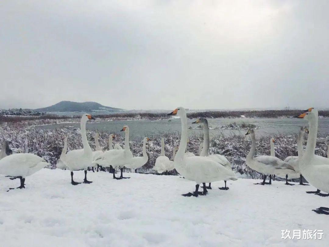 温泉|雪落成诗，如画一般唯美浪漫，来那香海开启一场浪漫养心之旅