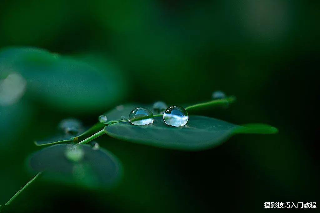 怎么把露珠拍得晶莹剔透又很饱满？详细的拍照教程在这里