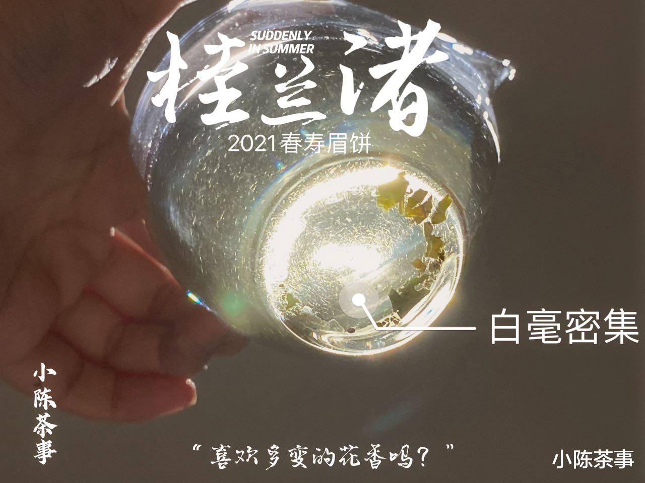 胆结石|无论绿茶、白茶、红茶，到底要不要洗茶？不同视角带你揭开谜底