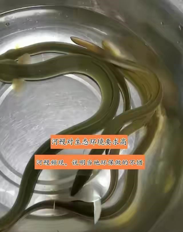江苏钓友小河里钓到五条“白蛇”,网友:这不是蛇,坟地附近很多