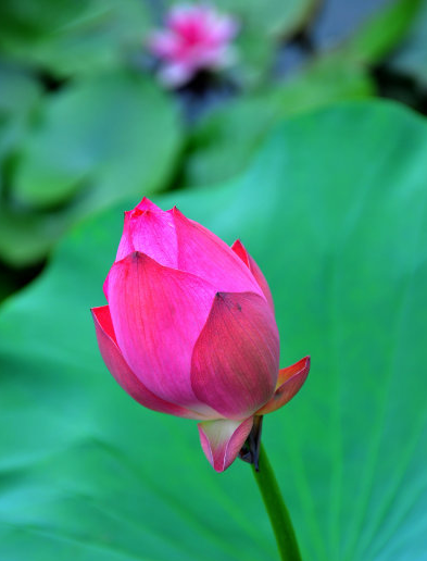 星临天下|未来一周，4属相福气临门，工作进步，生活越来越轻松