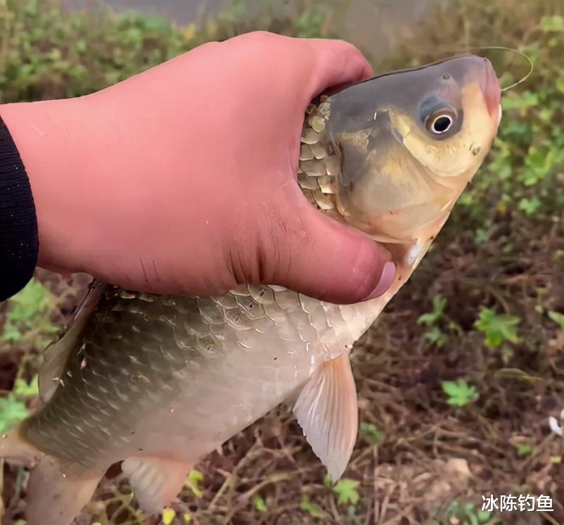 |天冷水凉鲫鱼太难钓?那是你不会找钓位,冬天野钓得靠“人找鱼”