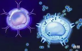 免疫治疗 陈根：研究发现新靶点，或可助力免疫治疗