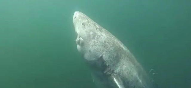  最长寿脊椎动物——格陵兰睡鲨，代谢缓慢成为长命百岁的重要特征