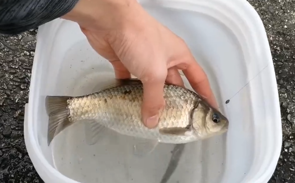 |国内钓友人人讨厌鳑鲏, 却成了日本钓鱼人的最爱,你听过微物钓么?