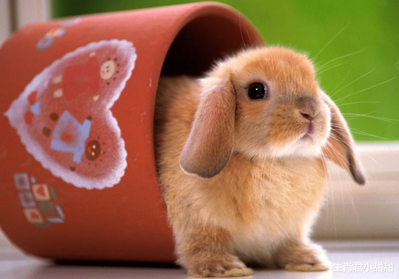 属兔|2021年底喜鹊登门，财运主动来敲门，属兔人运势改写大吉大利