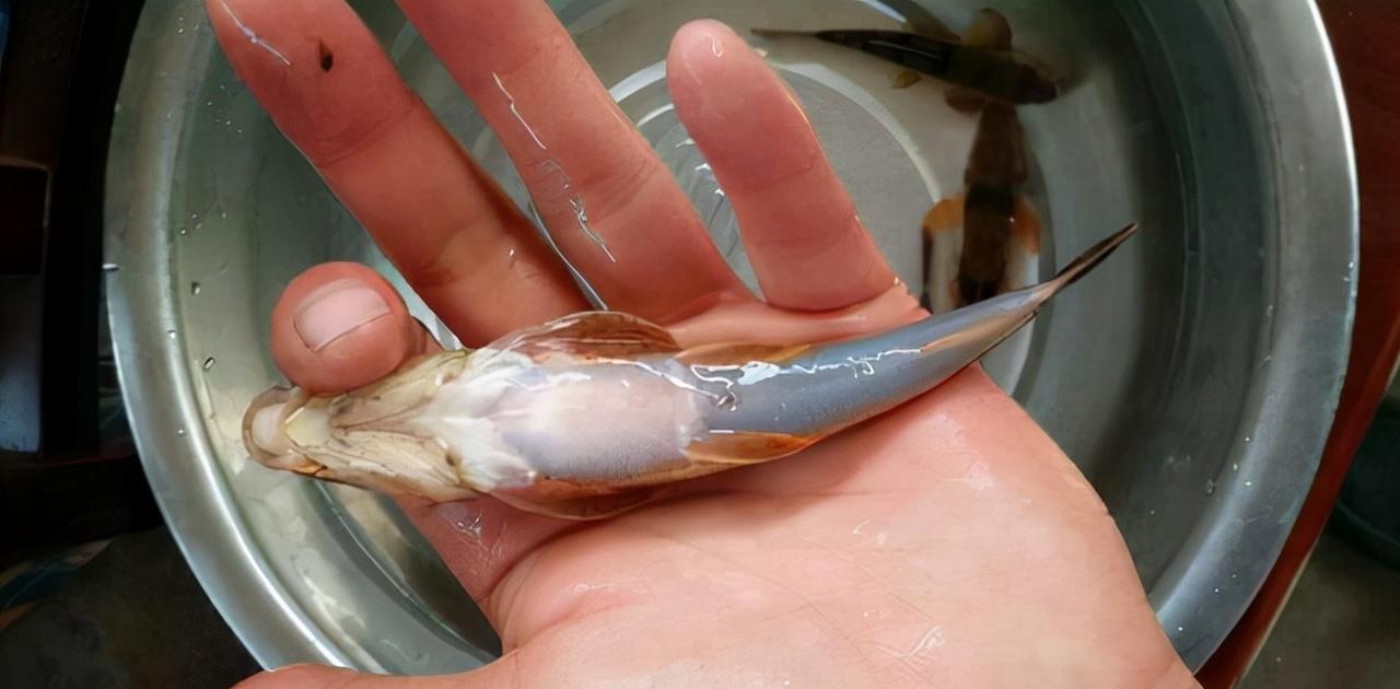 广西|虚惊一场!广西男子深山野钓遇“怪鱼”,疑似保护动物求网友鉴定