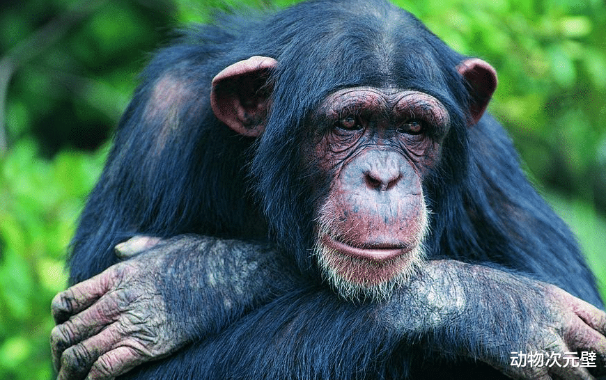 黑猩猩 黑猩猩为什么号称最色动物？用食物表达好感，产生交配关系！