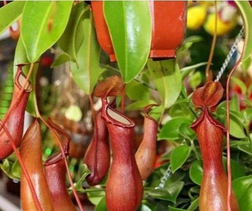 说说家装那点事儿|“食虫”植物不好养，捕蝇草，猪笼草不要买，基本养不活！