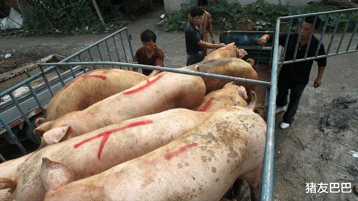加息 马失前蹄！猪价刚涨再跌，盈利不足2元/公斤，猪价咋就涨不动？
