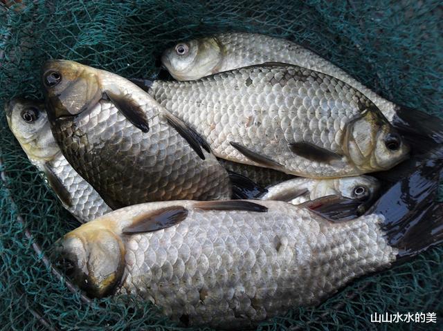 重金属|这5种鱼平时要少吃，或含有甲醛和重金属，看看有你喜欢吃的吗？