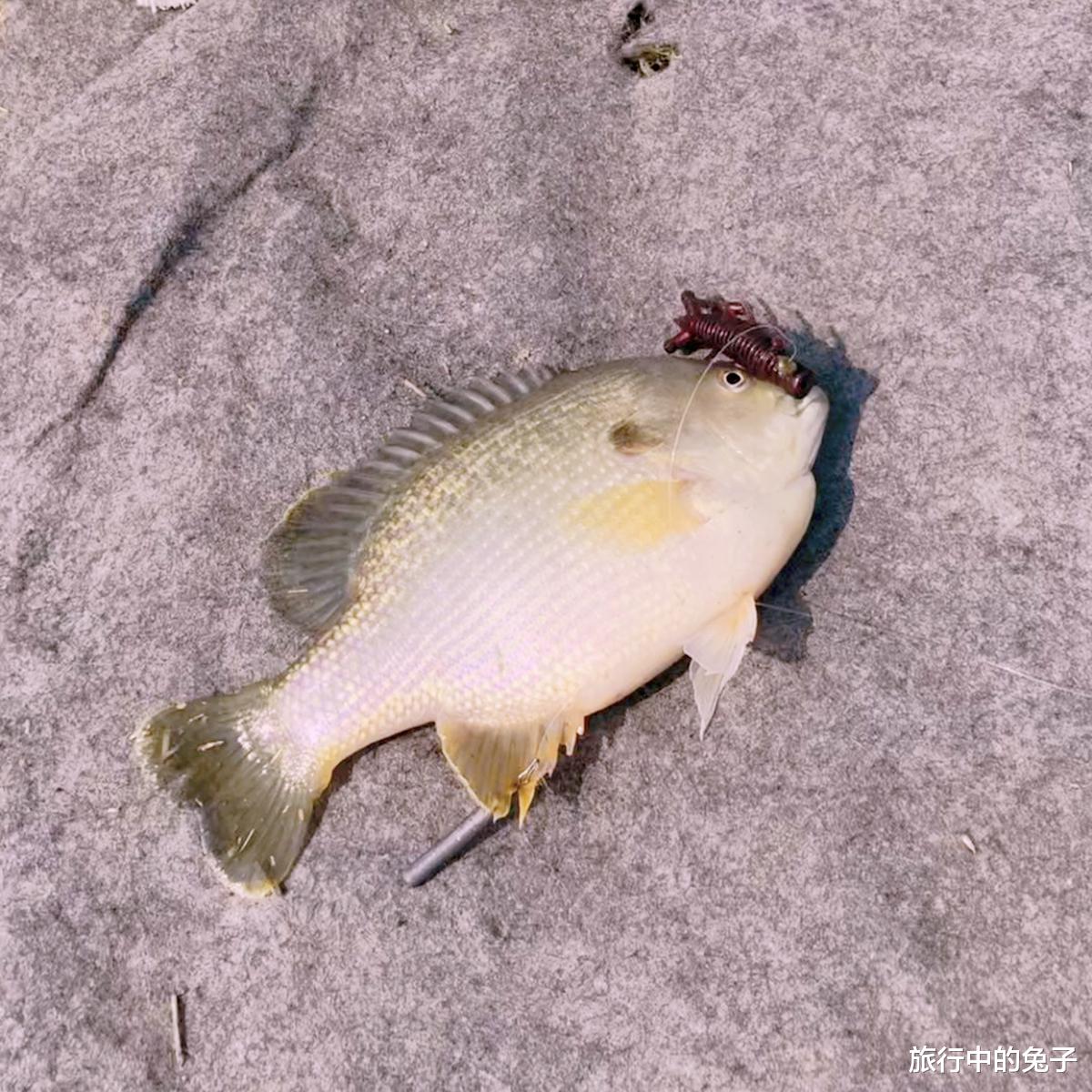 芜湖 芜湖“太阳鱼”泛滥，体型大不躲人，钓都钓不完