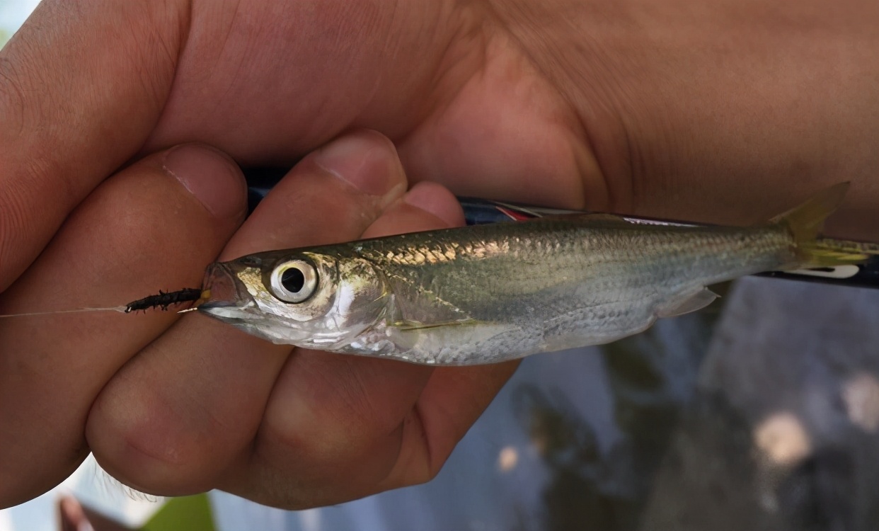 |钓白条有技巧,不只是饵料腥就可以,想收获多这几点要掌握
