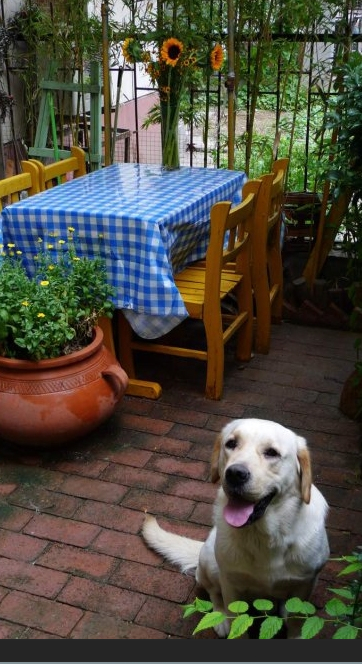 |20个植物较多的庭院,绿意盎然,一年四季都如春日般璀璨