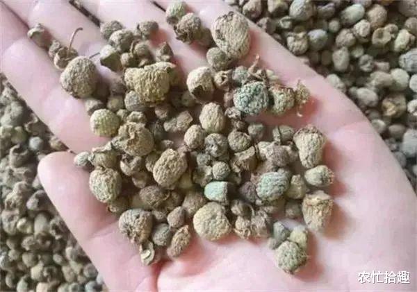 儿时爱吃的野果,但不受农民重视,如今一斤60元,吸引大量种植