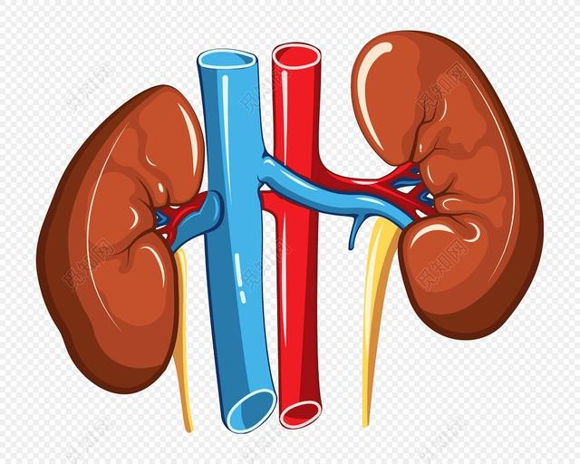 运动|“肾透支”的5个信号，你有吗？若出现2个以上，提醒你或该节制了