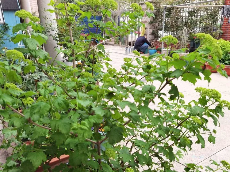 乡村自建房70㎡小院，DIY造花园，享受惬意的田园生活