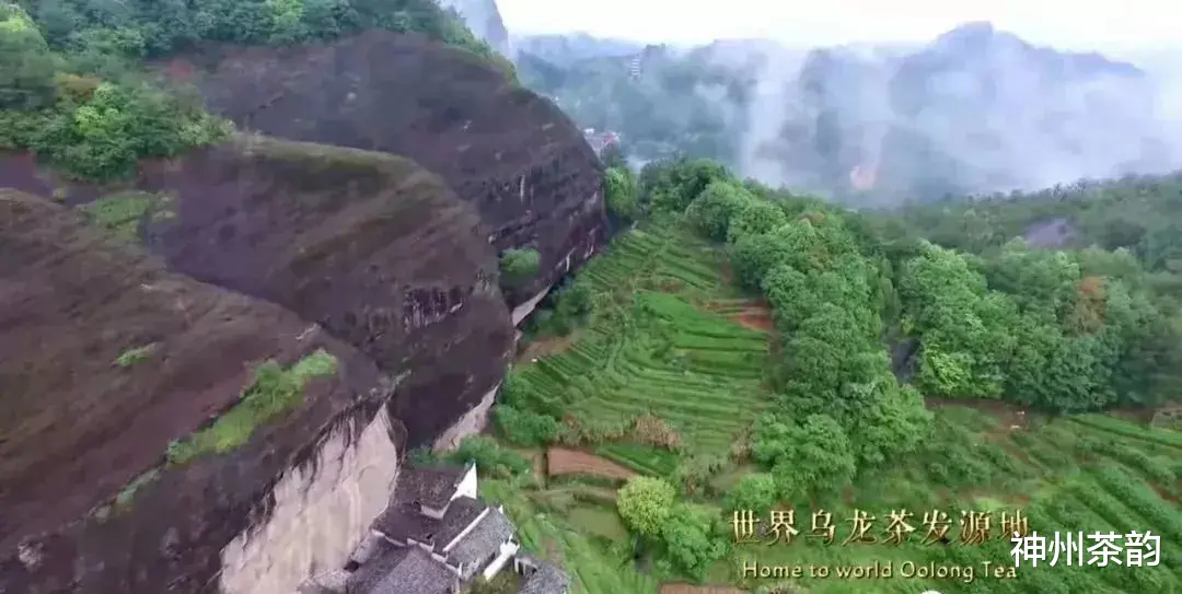 神州茶韵 乌龙茶分类大全，喜欢乌龙的入门必备基础知识